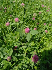 Trifolium pratense