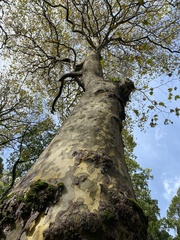 Platanus × hispanica