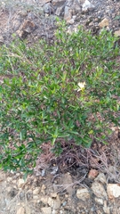 Barleria