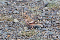 Bucanetes mongolicus