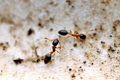 Monomorium floricola