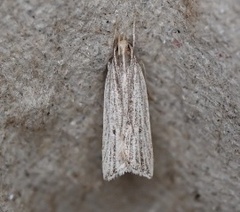 Helcystogramma hystricella