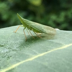 Rhynchomitra microrhina