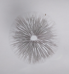 Psathyrella pseudogracilis