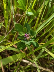 Grona heterocarpos strigosa