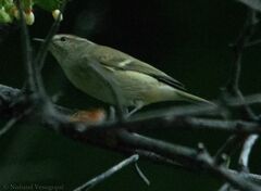 Phylloscopus humei