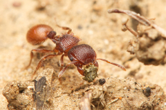 Meranoplus diversus