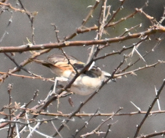 Tchagra australis