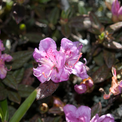 Rhododendron rubropilosum