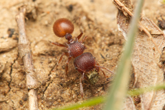 Meranoplus diversus