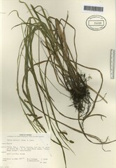 Carex davisii