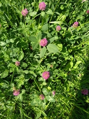 Trifolium pratense