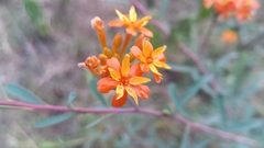 Thymelaeaceae