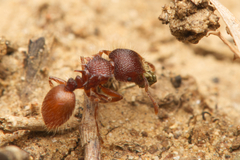Meranoplus diversus