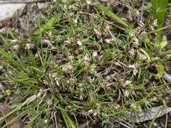 Laxmannia orientalis