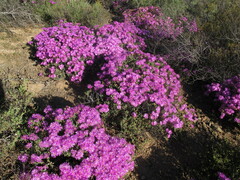 Drosanthemum hispidum