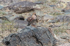 Bucanetes mongolicus