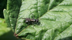 Crabroninae
