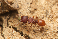 Meranoplus diversus