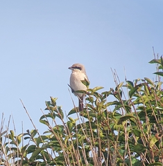 Lanius isabellinus