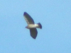 Buteo swainsoni
