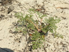 Pelargonium senecioides