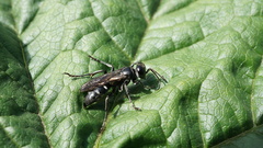 Crabroninae