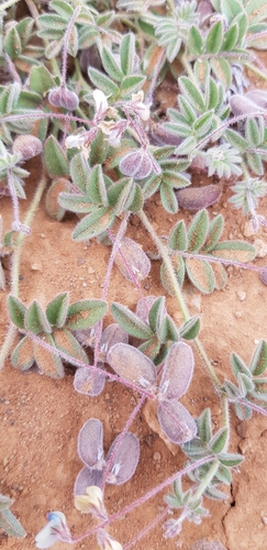 Lee's Swainson-Pea (Swainsona leeana)