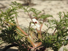 Pelargonium senecioides