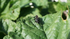 Crabroninae