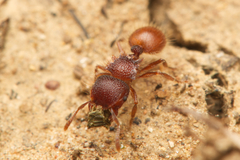 Meranoplus diversus