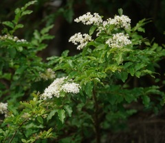 Ligustrum