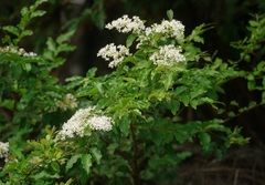 Ligustrum