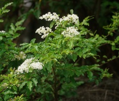 Ligustrum
