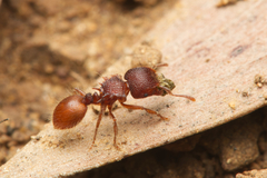Meranoplus diversus