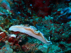 Doriprismatica atromarginata