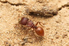 Meranoplus diversus
