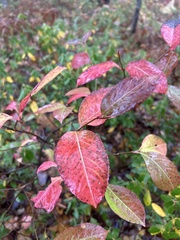 Viburnum cassinoides