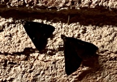 Tetanolita mynesalis