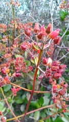 Kalanchoe bracteata image