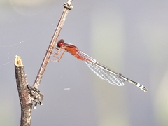 Xanthagrion erythroneurum