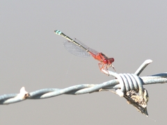 Xanthagrion erythroneurum