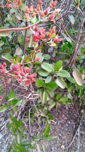 Kalanchoe bracteata image