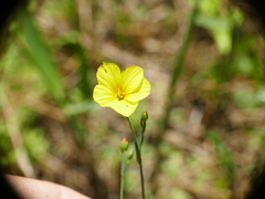 Linum trigynum
