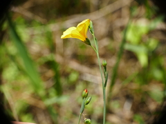 Linum trigynum