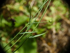 Linum trigynum