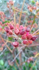 Kalanchoe bracteata image