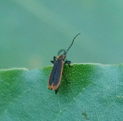 Polyphaga