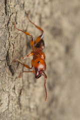 Podomyrma gratiosa