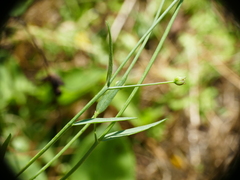 Linum trigynum